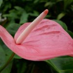 Current signs about Anthurium