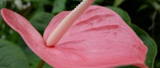 Current signs about Anthurium