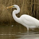 great egret