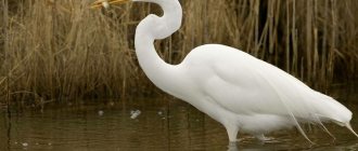 great egret