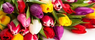 Что символизируют тюльпаны