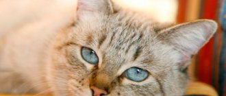Pets: which pet is right for you