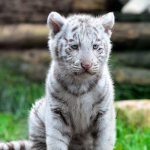 Фото: Детеныш белого тигра