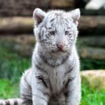 Photo: White tiger cub