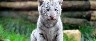 Фото: Детеныш белого тигра