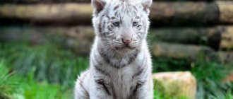 Photo: White tiger cub