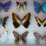 what is the butterfly collector called?