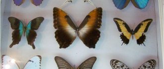 what is the butterfly collector called?