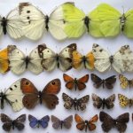 Collection of dried insects, butterflies