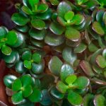 Crassula oval