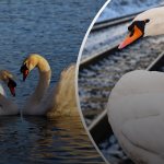 Swan fidelity stops trains. Why do birds grieve for dead partners? 