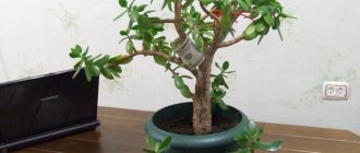 Place to install money tree