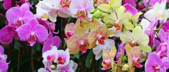 Is it possible to keep an orchid in the bedroom, signs