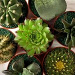 A little about cacti