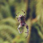 Spider climbs down the web