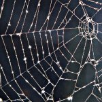 Spider web in the forest