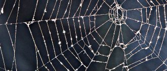 Spider web in the forest