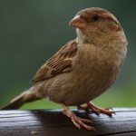 A bird flew into the omen&#39;s house