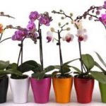 Разновидности орхидей
