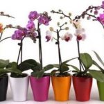 Varieties of orchids