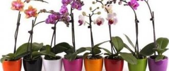 Varieties of orchids