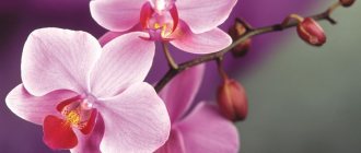Символы орхидеи