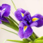 meaning of irises flowers