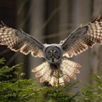 Feng Shui meaning of owl